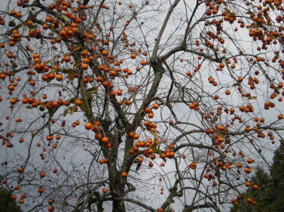 20091128_7